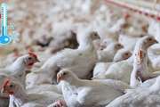 هشدار دامپزشکی به مرغداران در خصوص فصل سرما